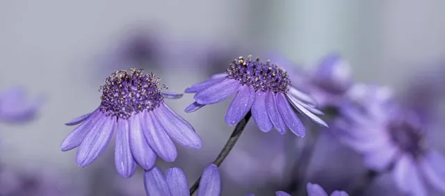 Northern Alberta Jubilee Auditorium
