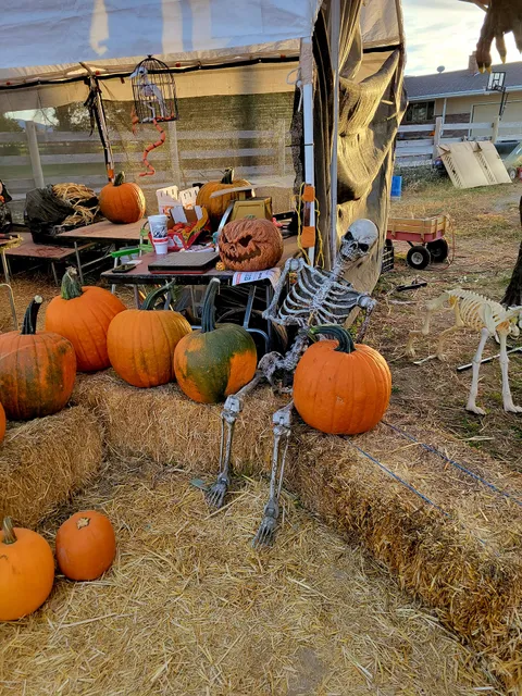 Tere Family Pumpkin Patch
