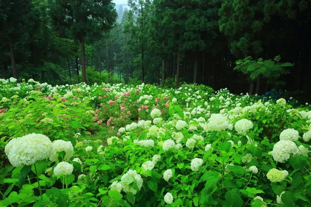 Botanical Garden of Szeged