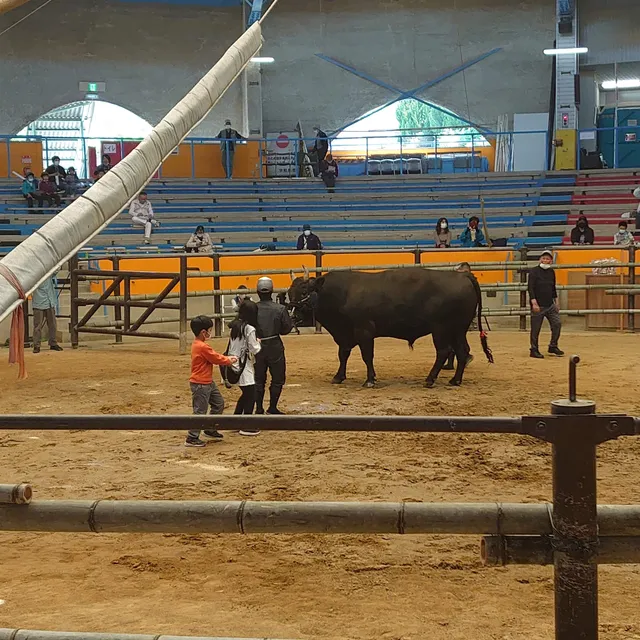 Municipal Bull sumo bullring of Uwajima.