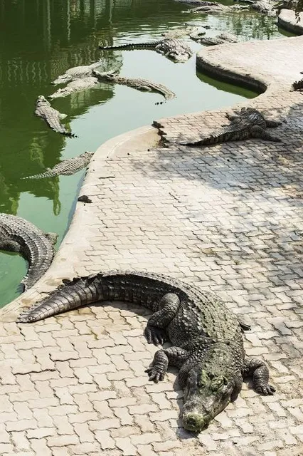 Agatha Crocodile Ranch