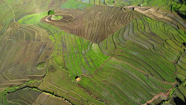 Ruộng bậc thang Chư Sê