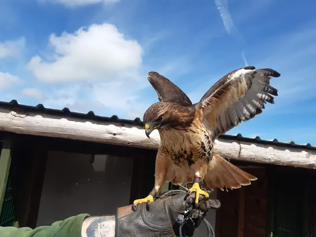 Mayfield Birds Of Prey