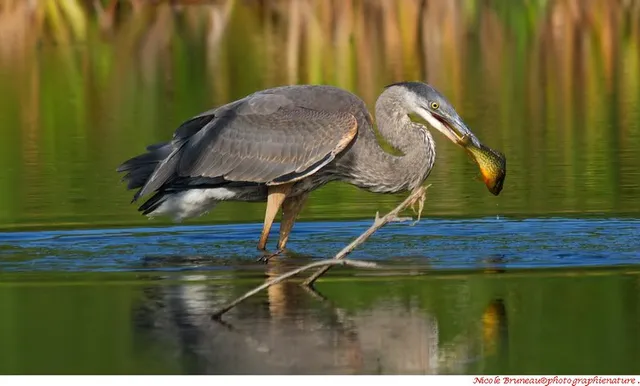 Léon-Provancher Marsh Nature Reserve