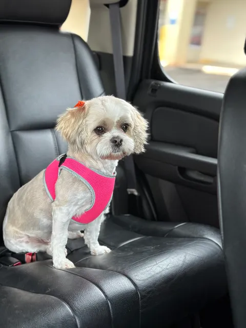 Muddy Paws Doggie Spa