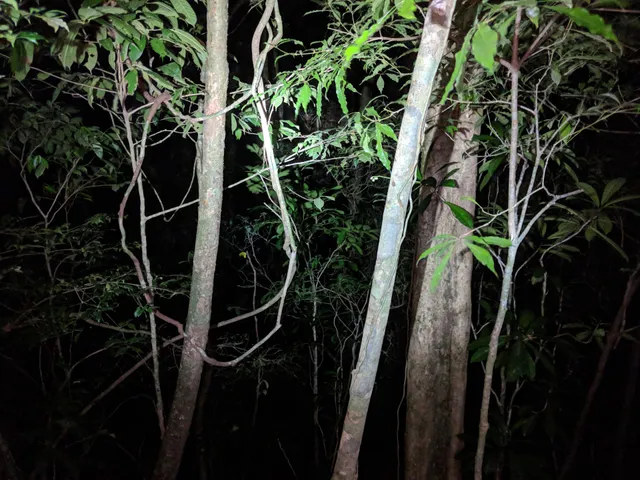 Ficus Trails Night Tour Monteverde