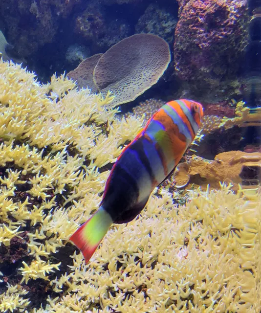 Colorado Ocean Journey