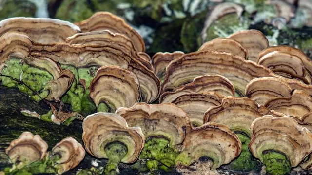 Iijima Citizen's Forest