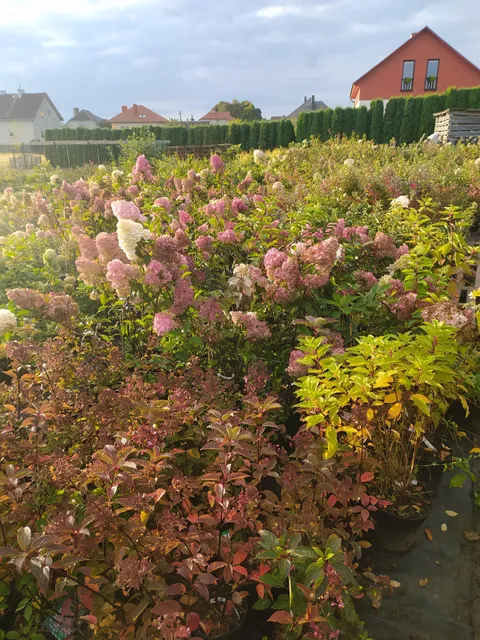 Augalų ūkis Tinginio sodas