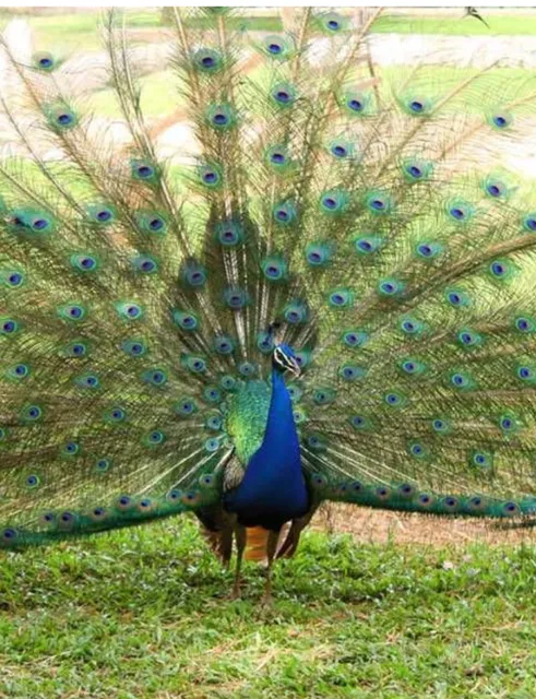 Kumasi Zoological Gardens