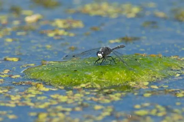 Dragonfly Swamp