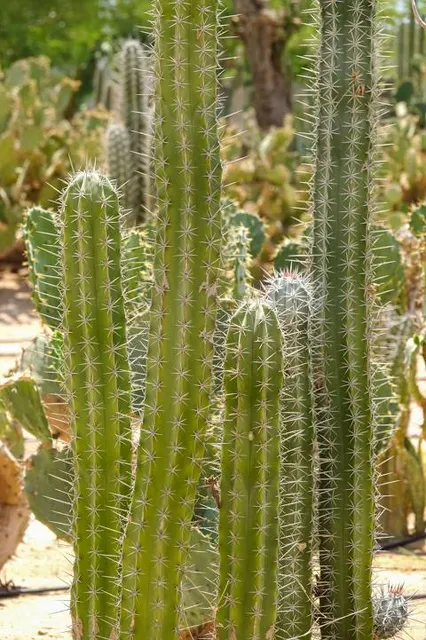 Clairvaux-les-lacs Aventure et Village des écureuils