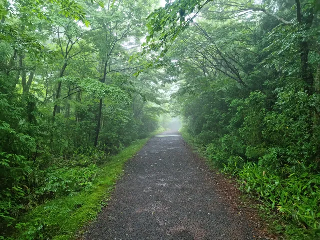 사려니숲길 - 비자림로 입출구