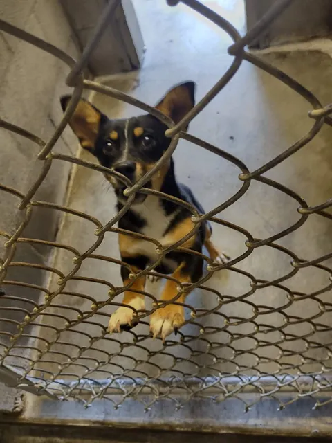 Pet Rescue-Humane Society-Eastern Oregon