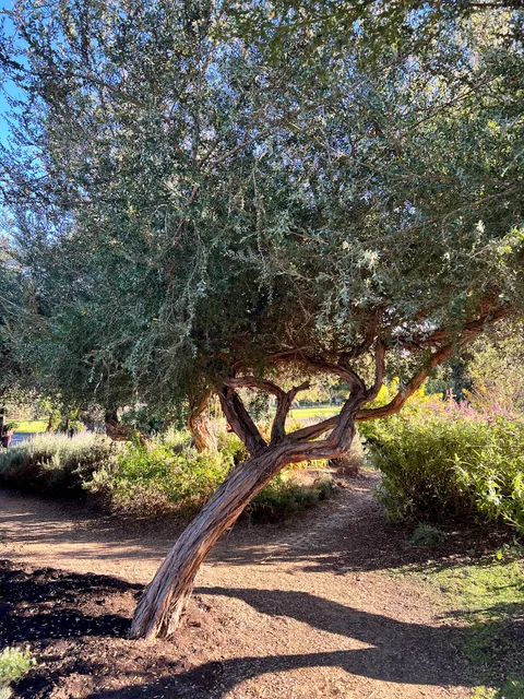 Rosemary & Angel's Butterfly Garden