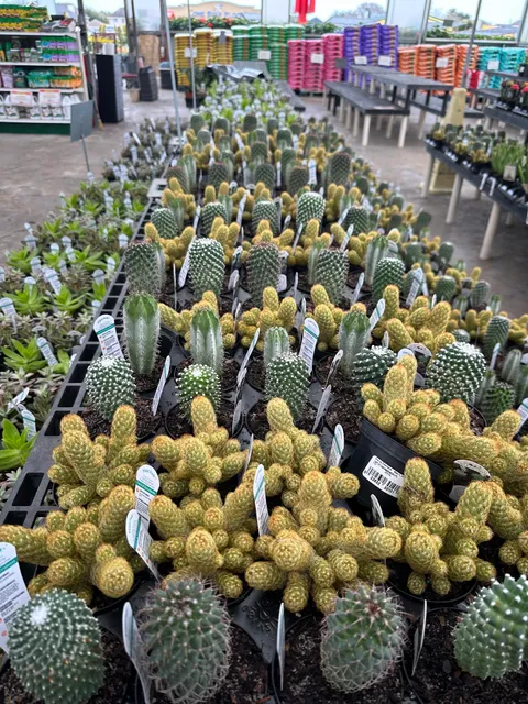 Quality Christmas Tree Ltd