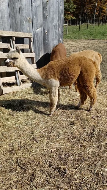 Bonnie's Greenhouse & Flower Barn