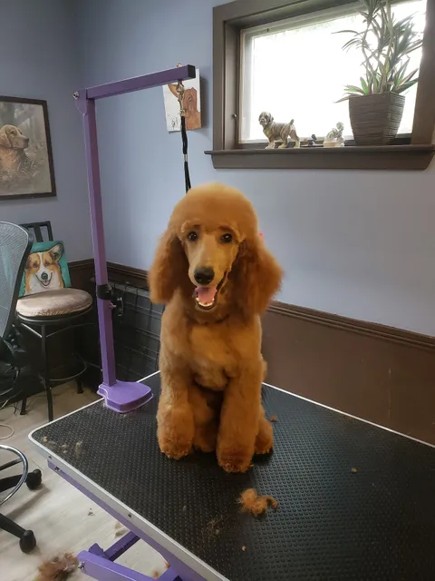 The Gentle Touch Pet Salon