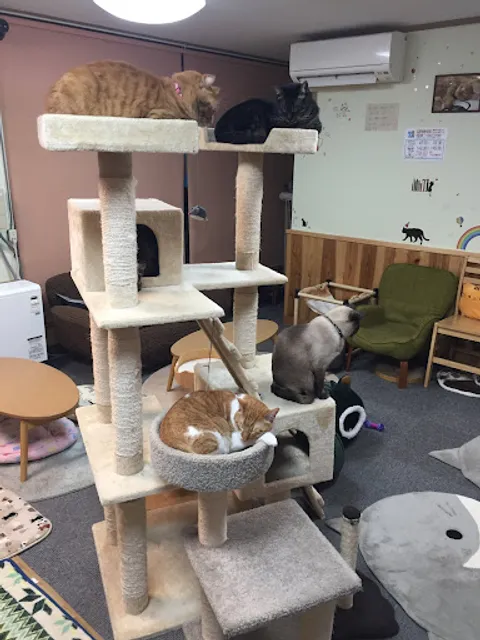 aizu megoneko cats cafe