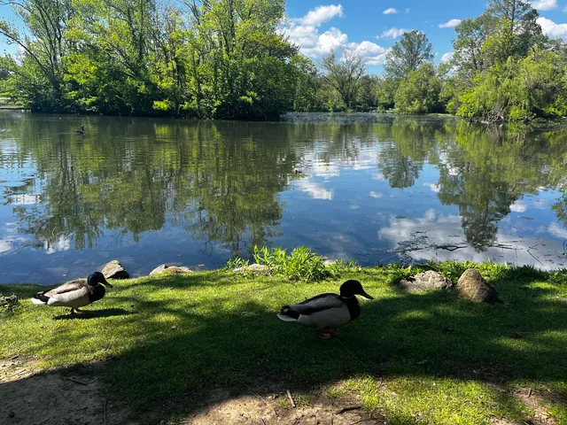 Duck Pond