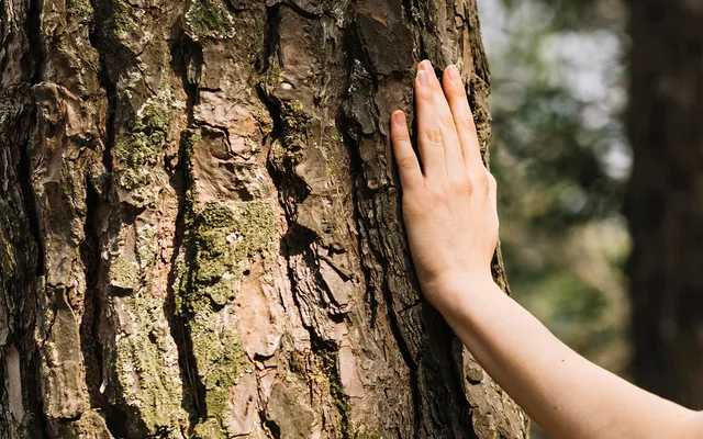 ASTER MOMENTS Alpine Lodge Apartments