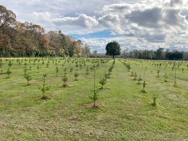 Hickory Hills Christmas Trees