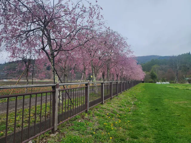 花の都公園 桜並木