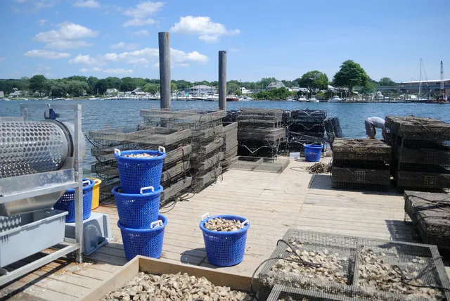 Niantic Bay Shellfish Farm