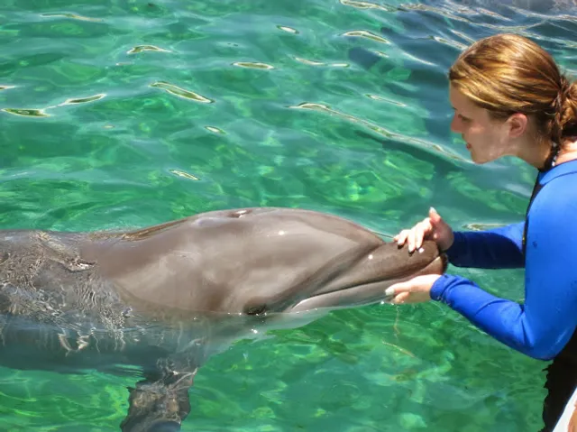 Miami Swim With Dolphin Tours