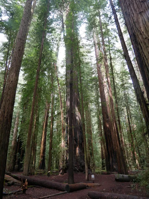 Gould Grove Nature Loop Trail