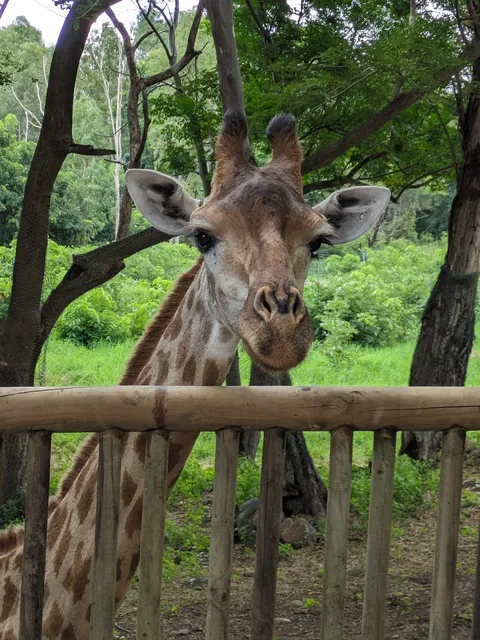 Giraffe Viewpoint