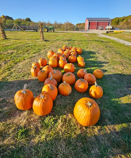 Bishop's Orchard Blueberry Picking