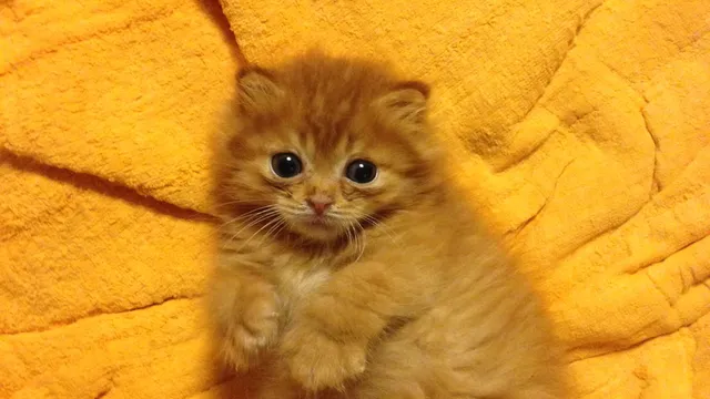 譲渡型保護ねこハウス Temple Cat