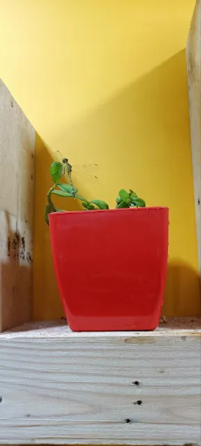 Lassi Bay Epudur Trichy