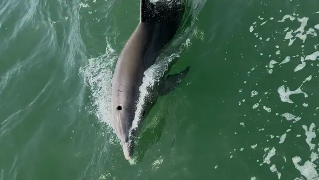 Flipper Finders Boat Tours - Folly Beach