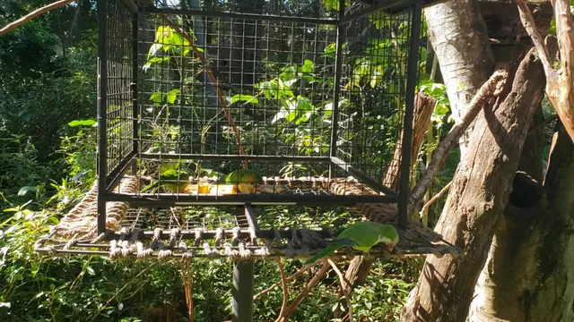 Roberto Ribas Lange Zoo