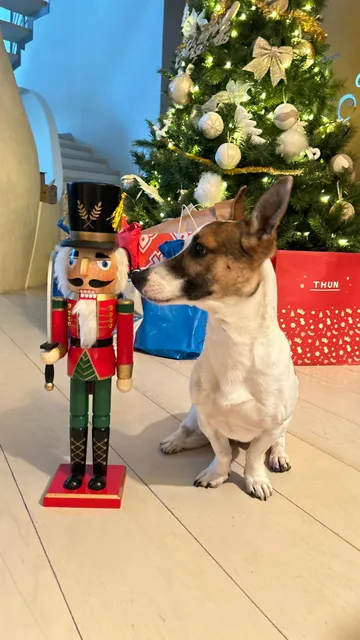 Dog and Dog - by Robinson Pet Shop