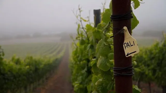 Pali Wine Co.
