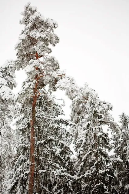 Reserve "Kostomukshskiy"