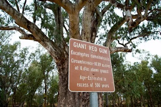 Giant Red Gum Tree.