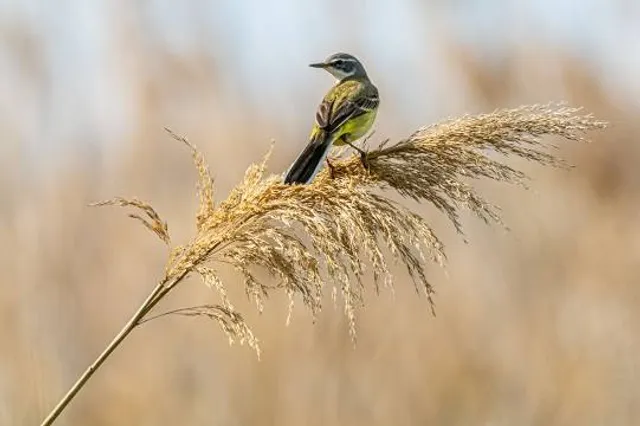 El Remolar-Filipines