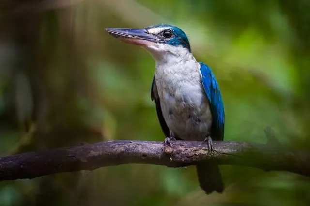 Muzey Rodyny Krychevsʹkykh