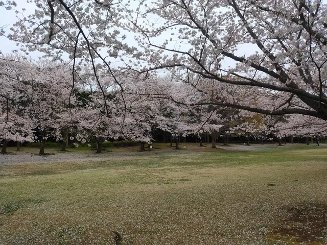 Narashino City Kasumi Park