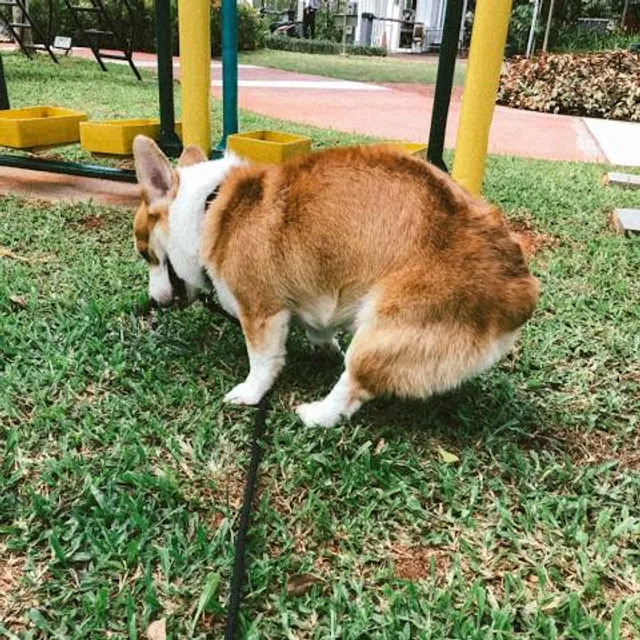 Jalagam Vengalrao Park