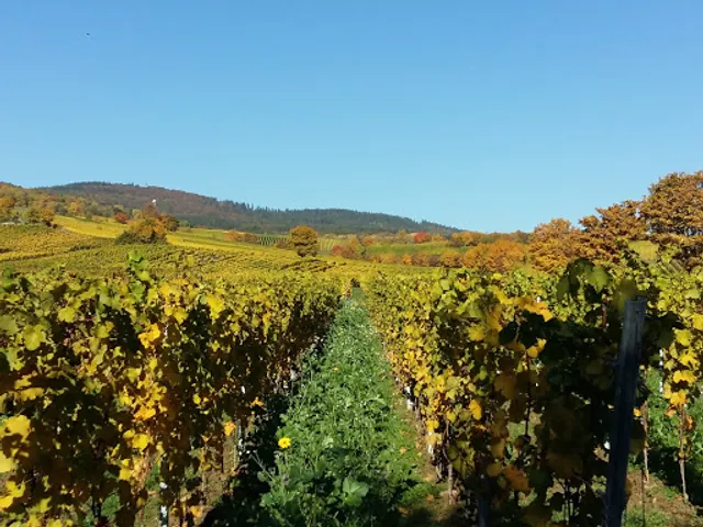 Weingut Ferdinand Herke & Sohn