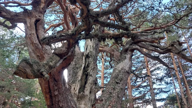 Senda de los abuelos del bosque.
