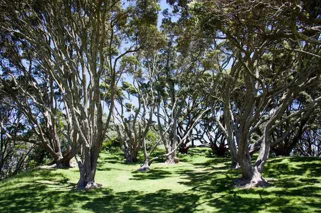 Hopukiore (Mount Drury) Reserve