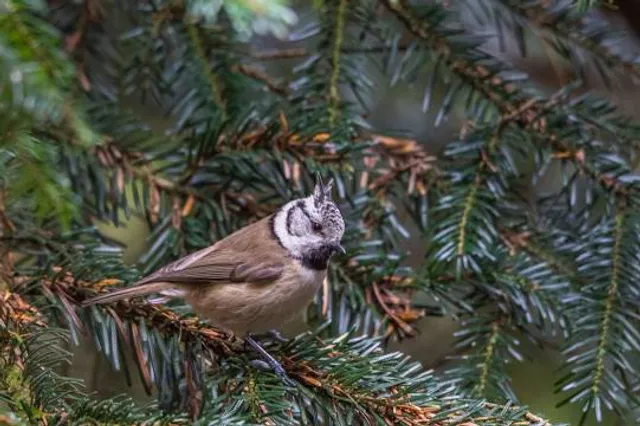 Riserva Naturale Acquerino Cantagallo