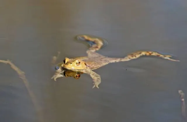 Mr. Toad's Wild Ride