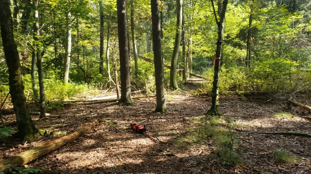 Willow Oak Natural Area